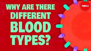 Why do blood types matter  Natalie S Hodge [upl. by Thier350]