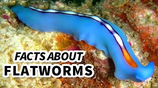 Flatworm Facts WORMS that can live INSIDE YOU  Animal Fact Files [upl. by Hanikahs]