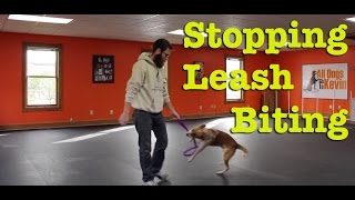 How Do I Stop My Dog From Biting the Leash [upl. by Odanref136]