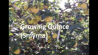 Growing Quince Smyrna [upl. by Swann]