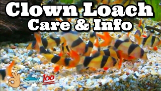 Clown Loach Care amp Information [upl. by Koch]