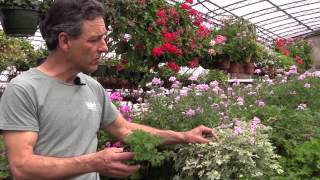 Growing Scented Geraniums In Containers [upl. by Siriso125]