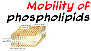 Mobility of phospholipid [upl. by Ahseinod]