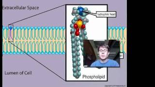 Cell Membranes [upl. by Athalia]