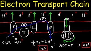 Electron Transport Chain  ATP Synthase Chemiosmosis amp Oxidative Phosphorylation [upl. by Rehctelf]