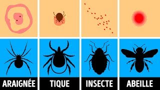 Comment Identifier une Piqûre dInsecte et que Faire Quand ça Arrive [upl. by Ingram]