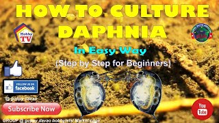 HOW TO CULTURE DAPHNIA In Easy Way [upl. by Ferrick]