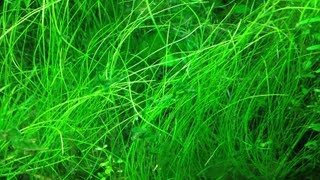 HOW TO PLANT ELEOCHARIS PARVULADwarf Hairgrass [upl. by Leina]