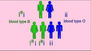 GENETICS 1 INHERITANCE OF BLOOD TYPE [upl. by Ahsoet]