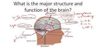 Brain Structure and Function [upl. by Adali]