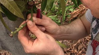 How To Graft Mangos [upl. by Rabassa]