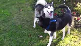 My Siberian Husky VS Alaskan Malamute [upl. by Lida758]