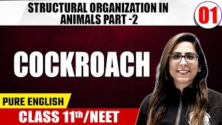 STRUCTURAL ORGANIZATION IN ANIMALS PART  2  Cockroach  Zoology  Pure English  Class 11thNEET [upl. by Nicola]