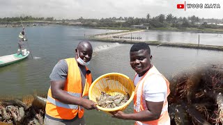 West Africas Biggest Shrimp Farm2000 Acres In Ghana [upl. by Grimbly]