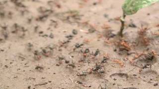 Army ants face off against the leafcutters [upl. by Airrehs]