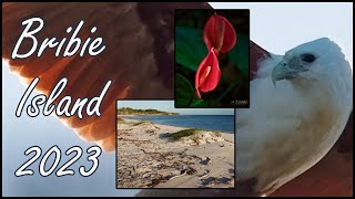 Bribie Island 2023 [upl. by Olympia]