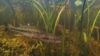 Exploring Lake Okeechobee [upl. by Standford]