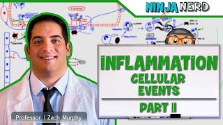 Immunology  Inflammation Cellular Events Part 2 [upl. by Ydner442]