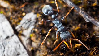 Jasmine the Jack Jumper Myrmecia pilosula [upl. by Dong]