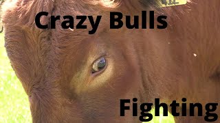 Crazy Bulls Fighting for Dominance RAW FOOTAGE [upl. by Eleinad90]