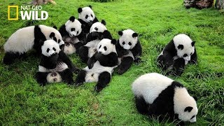 Life of Rare Panda – National Geographic And Wildlife Animal Documentary [upl. by Obau]