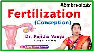 Fertilization conception Embryology [upl. by Roxanna]