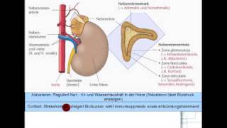 ACTH Cortisol Androgene Aldosteron 58 [upl. by Wende]