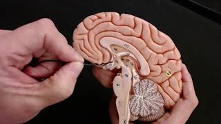 Brain Anatomy Review and Quiz [upl. by Eno]