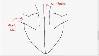 Structure of the Heart [upl. by Hplodnar493]