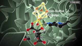 How Enzymes Work from PDB101 [upl. by Cirillo656]