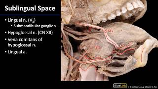 Oral Cavity  Oral Cavity and Sublingual Space [upl. by Manus]