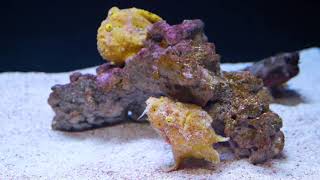 A Fish that Fishes Frogfish Feeding [upl. by Peterus]