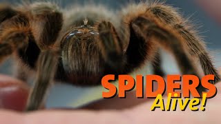 Spiders Alive  Spider Facts 101 [upl. by Enilorak]