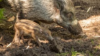 Critically endangered Visayan warty piglet [upl. by Abbott]