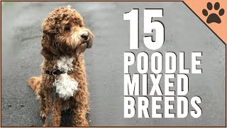 15 Poodle Mix Breeds That Will Melt Your Heart [upl. by Ahseit]