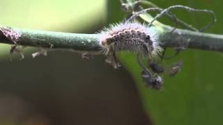 Only Carnivorous Caterpillar in North America Catches Prey [upl. by Yewed]