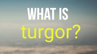 What is turgor [upl. by Davina]