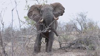 Big Elephant bull encounter on foot in Africa [upl. by Raf]