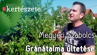 Szoliter növény  Punica granatum  Gránátalma ültetése  Megyeri Kertészet Győr [upl. by Laerdna156]