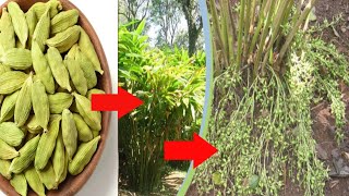 How to grow Cardamom at home  elaichi ka paudha kaise ugaye  এলাচ চারা তৈরির পদ্ধতি [upl. by Oriole273]