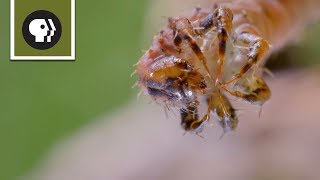 How Carnivorous Caterpillars Attack Their Prey [upl. by Dlanigger639]