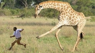 WHEN GIRAFFES ATTACK [upl. by Meekyh]