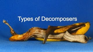 Types of Decomposers [upl. by Auoz747]