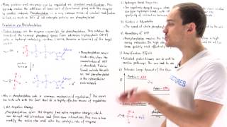 Phosphorylation Covalent Modification [upl. by Grobe]