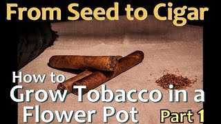 How to Grow Tobacco in a Flower Pot From Seed to Cigar  Part1 Starting the Seeds [upl. by Eidur675]