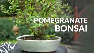 Making a Pomegranate Bonsai tree [upl. by Lukash229]