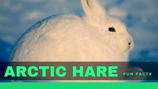 Arctic hare facts for kids  Interesting Information about Hares [upl. by Anaujat]