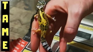 Taming A Baby Leopard Gecko [upl. by Nodnek558]