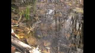 LiquidityThe Value of Wetlands DOCUMENTARY [upl. by Lielos]