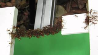 Army Ant Bridge [upl. by Nolak78]